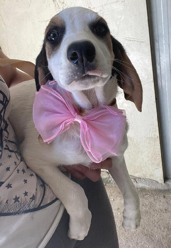 LA BELLISSIMA SELENE Foto 4